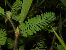 Image of Sensitive Joint-Vetch