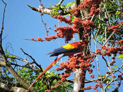 Image of Scarlet Macaw