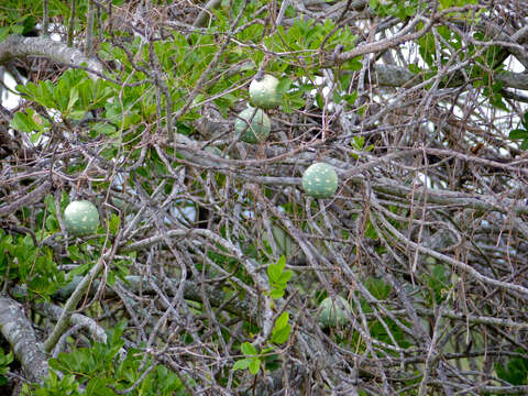 Image of wild melon