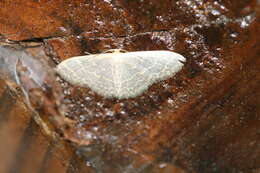 Image of Idaea purpurea Hampson 1891