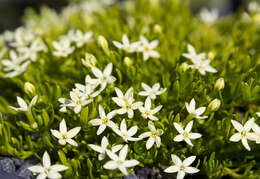 Image of Stackhousia pulvinaris F. Müll.