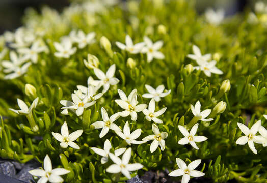 Слика од Stackhousia pulvinaris F. Müll.