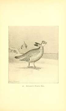 Image of Attwater's greater prairie-chicken