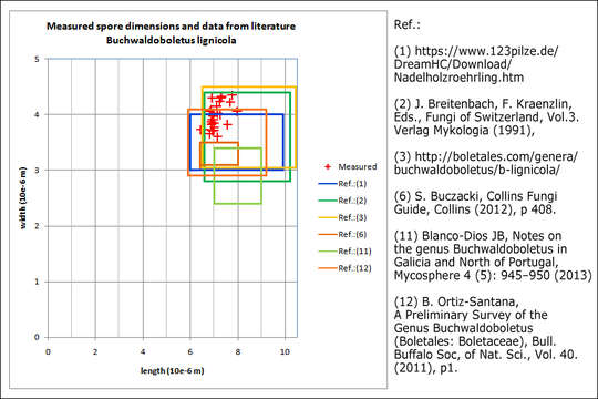 Слика од Buchwaldoboletus lignicola (Kallenb.) Pilát 1969