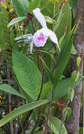 Image of Sobralia rosea Poepp. & Endl.