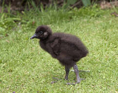 Image of Lord Howe wood rail