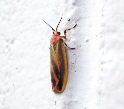 Image of Painted Lichen Moth