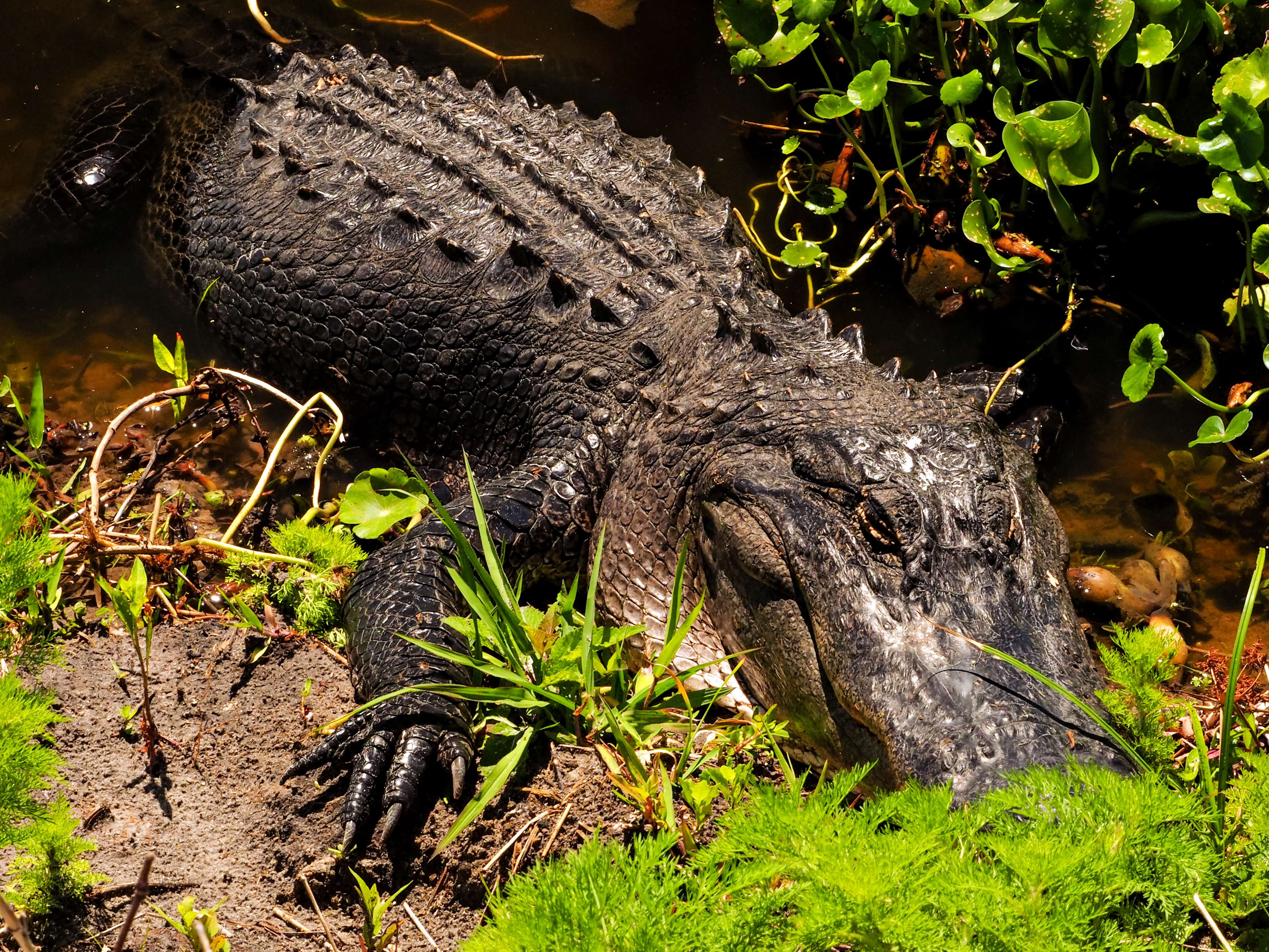 Imagem de Alligator