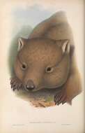 Image of wombats