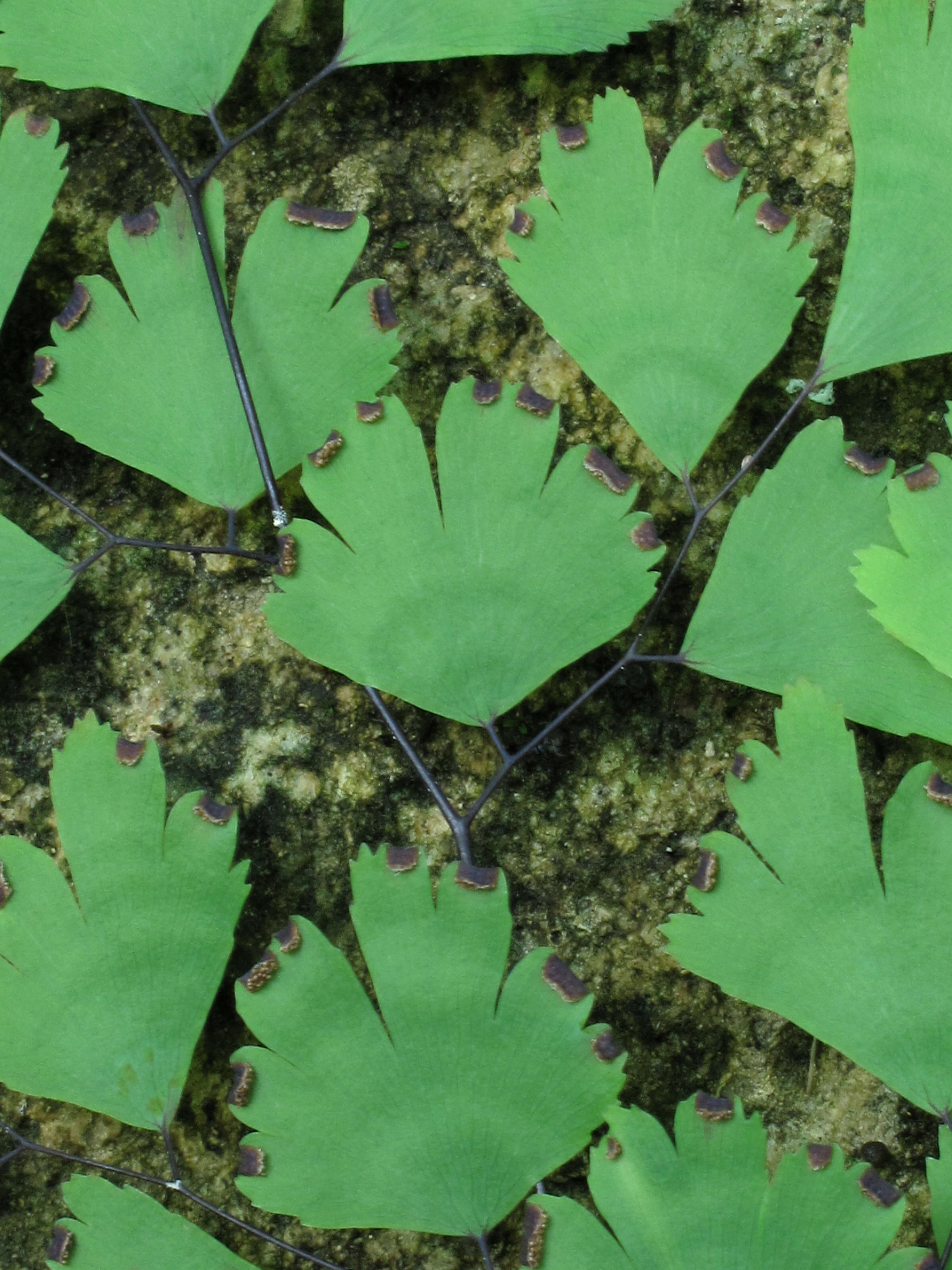 Image of Maidenhair Fern