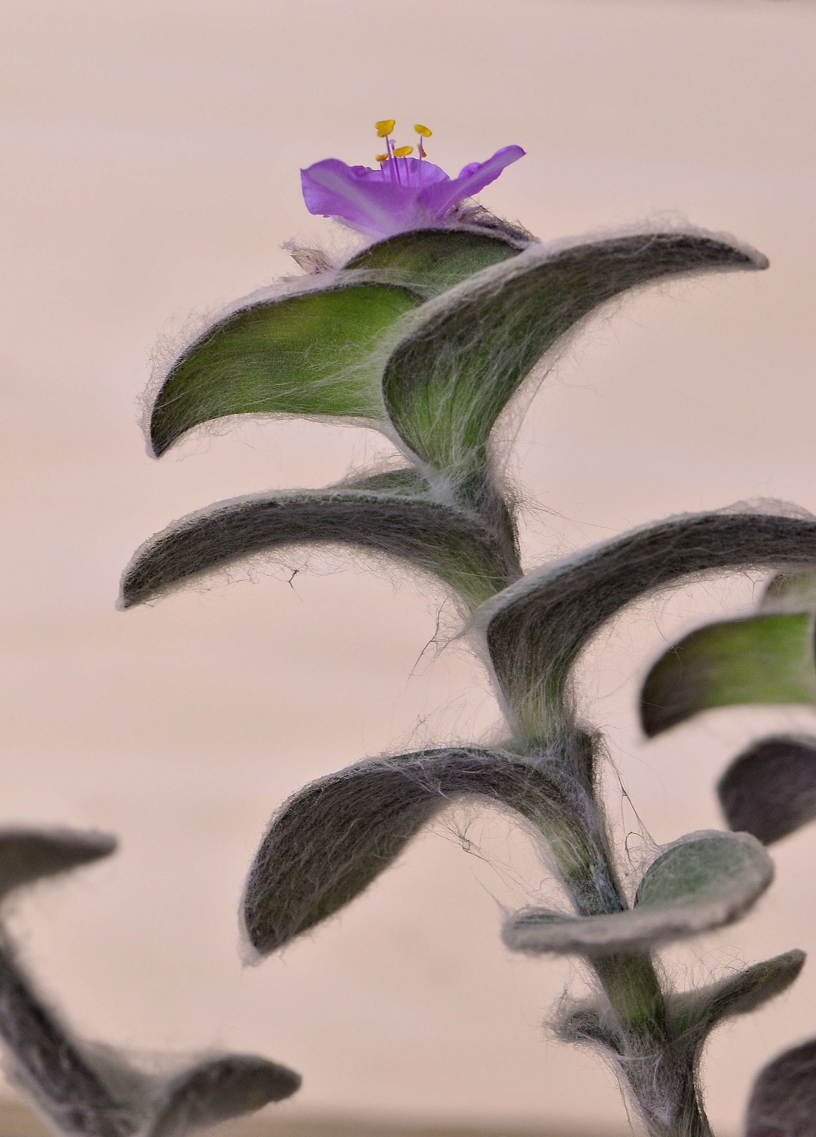 Image of spiderwort