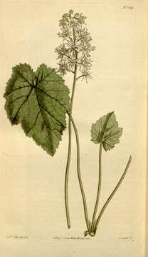 Image of Heartleaved foamflower