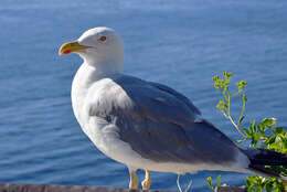 Image of European Herring Gull