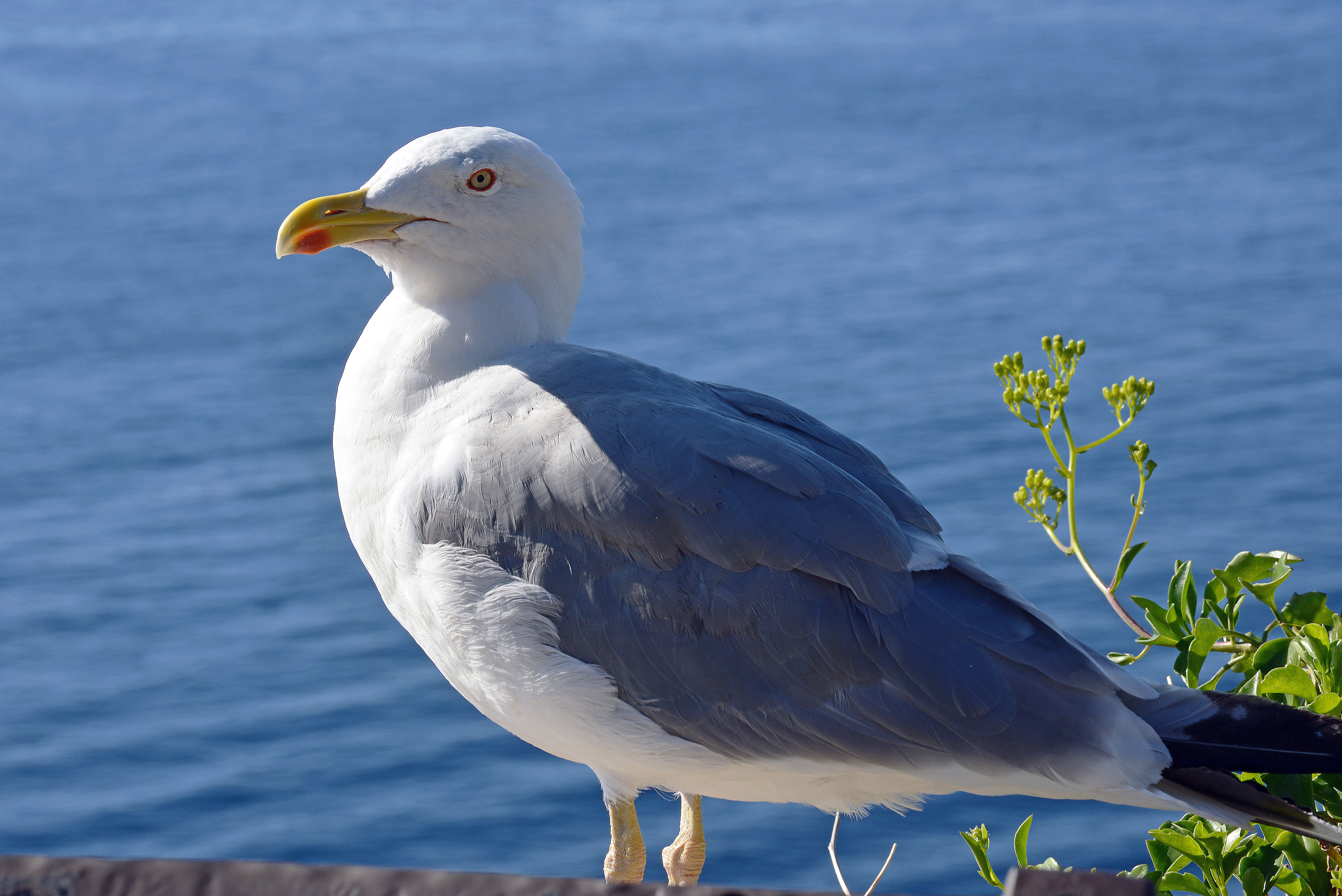 Image of Larus Linnaeus 1758