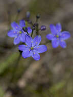 Chamaescilla resmi