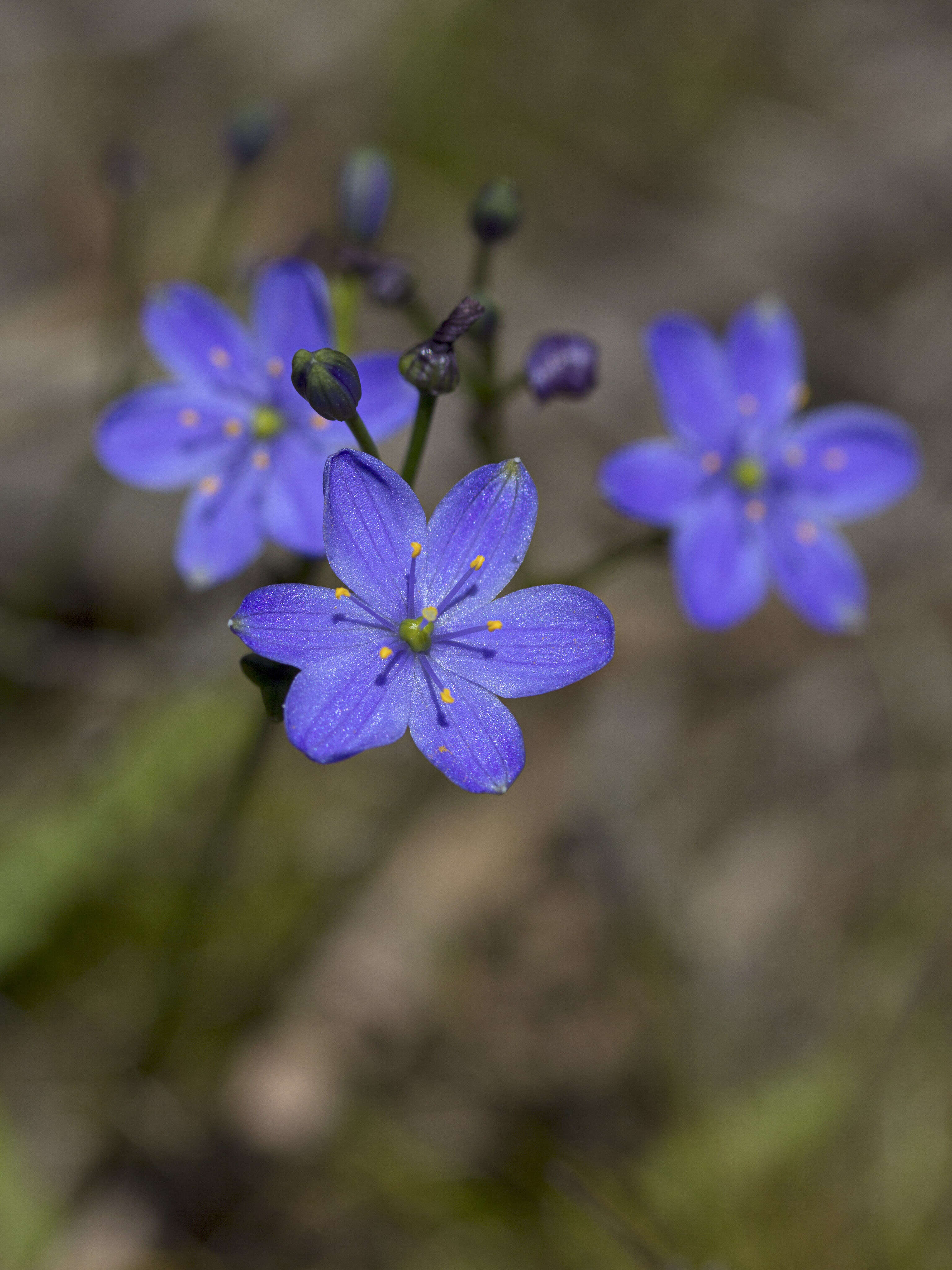 Image of Chamaescilla corymbosa (R. Br.) F. Muell. ex Benth.