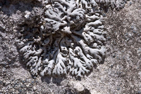 Image of Blue-gray rosette lichen