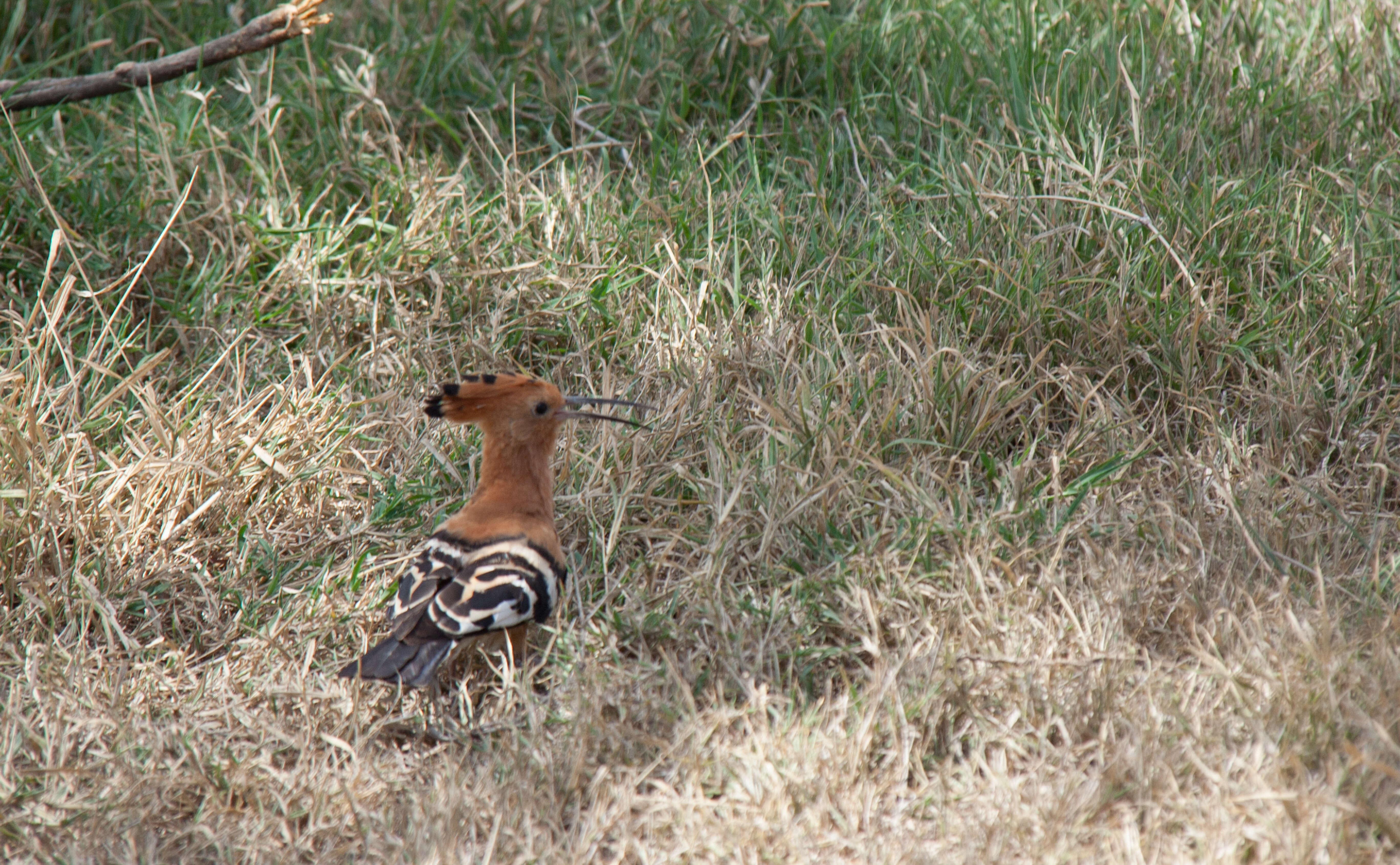 Image of hoopoes