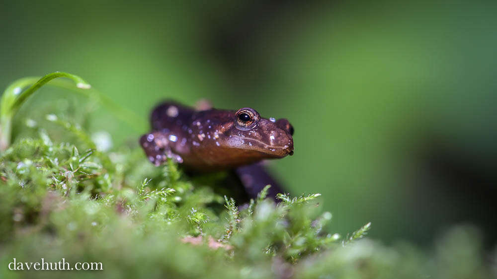 Image de Salamandre sombre du Nord