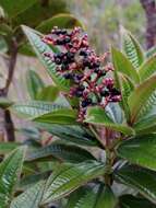 Image of Miconia ciliata (L. Rich.) DC.