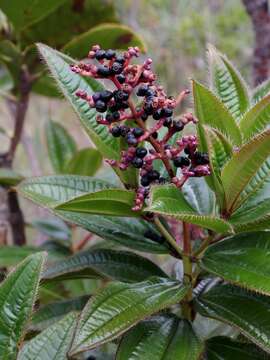 Слика од Miconia ciliata (L. Rich.) DC.