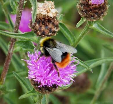 Image of Red tailed bumblebee