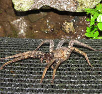 Image of wandering spiders