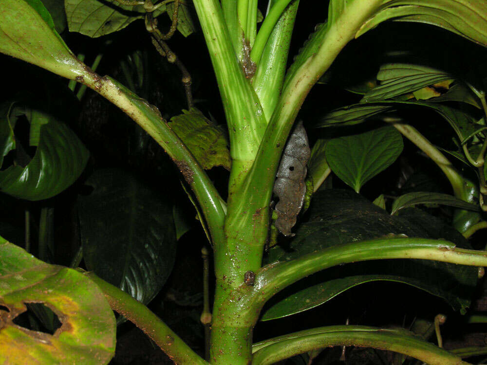 Image of Dieffenbachia concinna Croat & Grayum