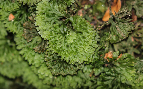 صورة Hymenophytaceae