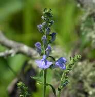 Image of helmet flower