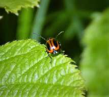 Cryptocephalus bipunctatus resmi