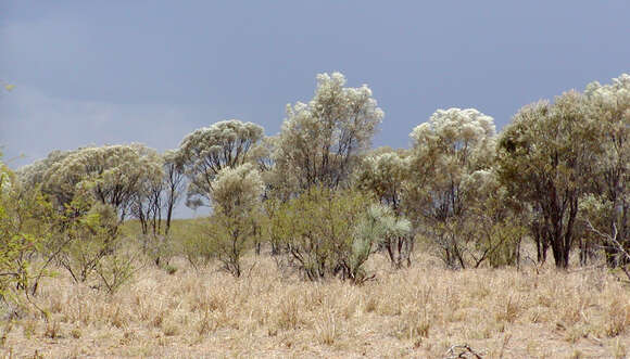 Image of Mulga