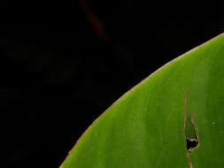 Image of Heliconia osaensis Cufod.