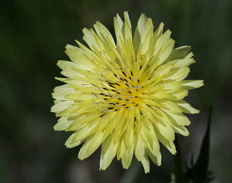 Image of Carolina desert-chicory