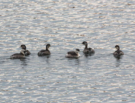 Image of Hoary-headed Grebe