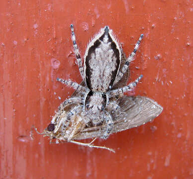 Image of Gray Wall Jumper