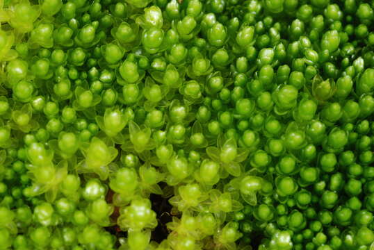 Image of Bryum blandum J. D. Hooker & Wilson 1844