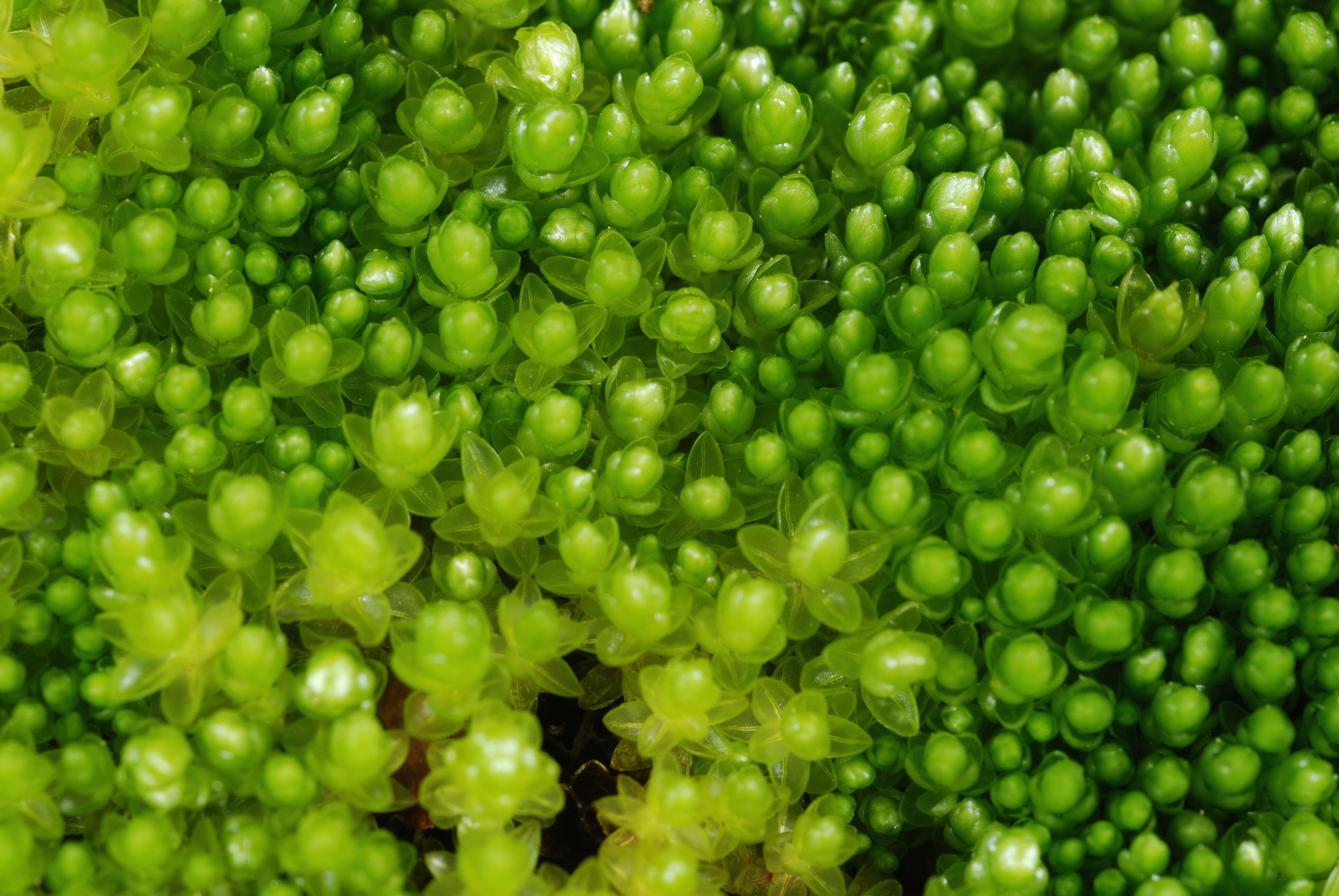 Image of bryum moss