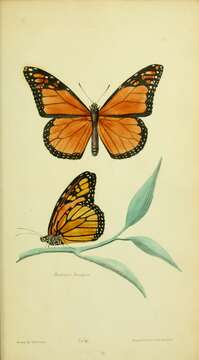 Image of Monarch