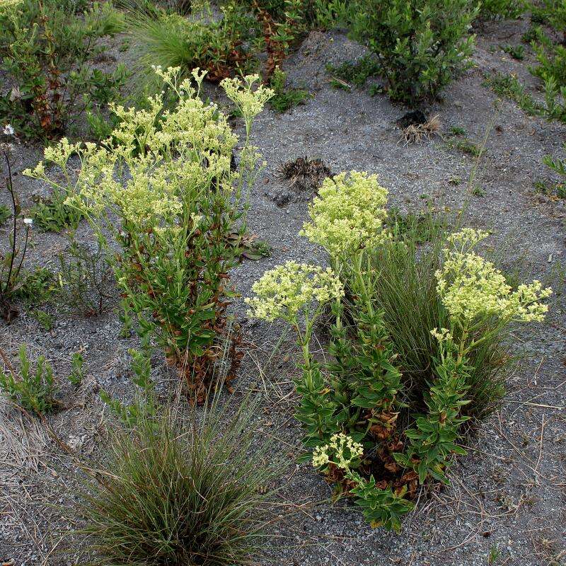 Image de Galianthe liliifolia (Standl.) E. L. Cabral