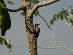 Image of Red-crowned Woodpecker