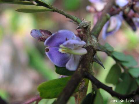 Imagem de Machaerium isadelphum (E. Mey.) Standl.