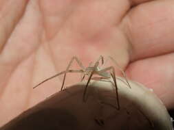 Image of long-legged sac spiders