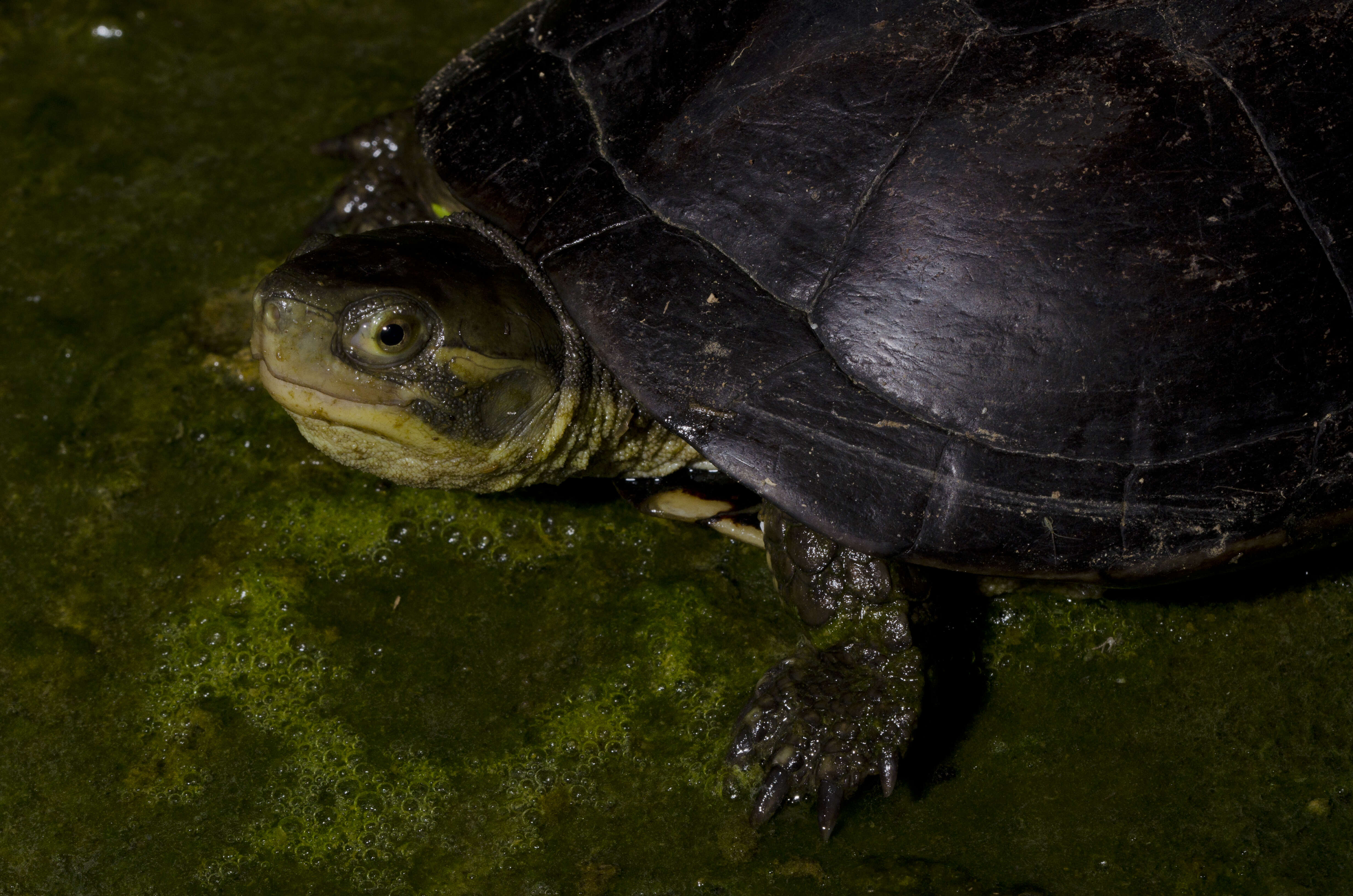 Image of Asian yellow pond turtle
