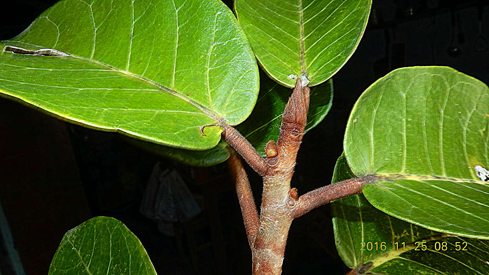 Image of Ficus gomelleira Kunth & Bouche