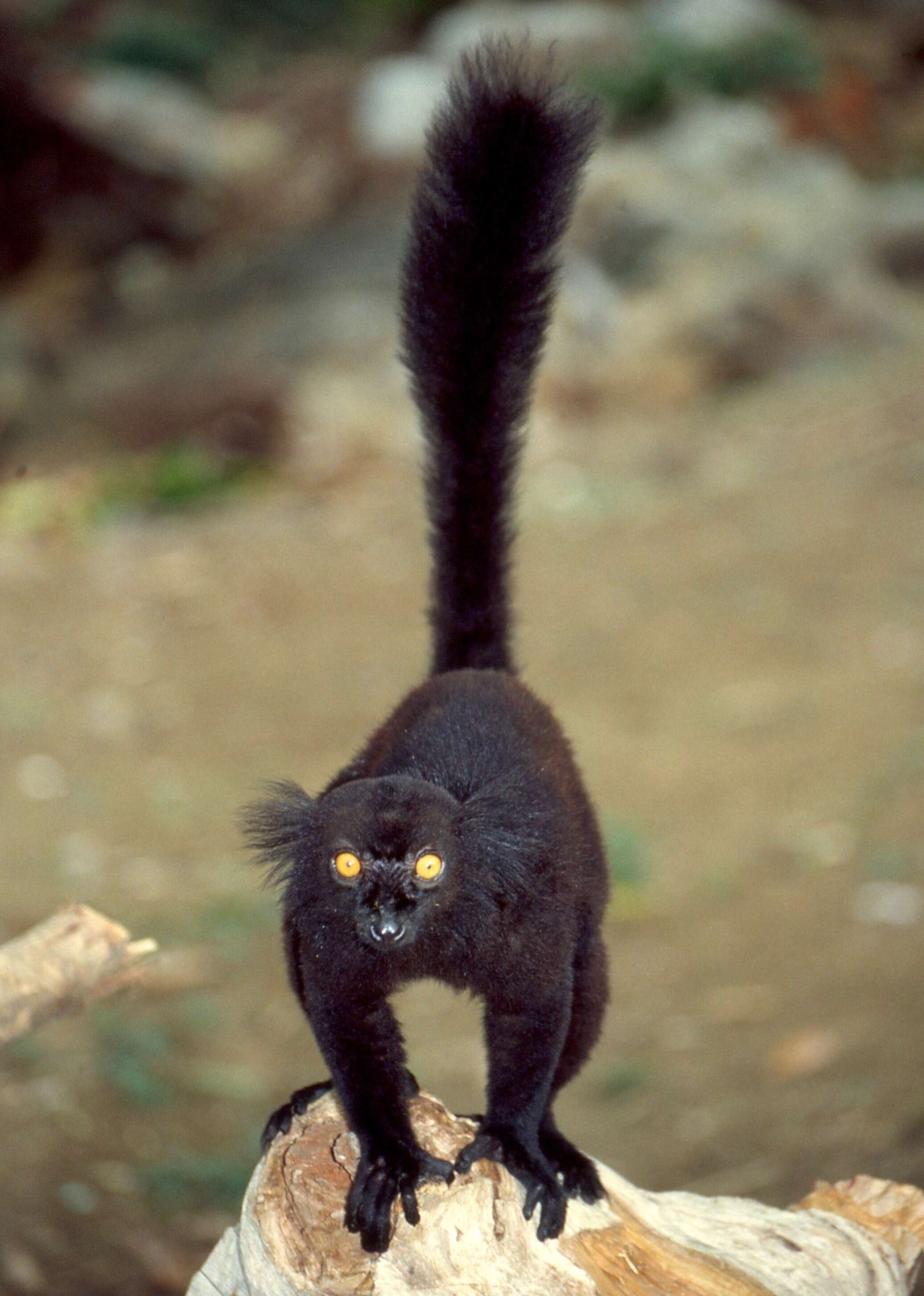 Image of Black Lemur