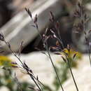 Imagem de Poa glauca subsp. rupicola (Nash) W. A. Weber
