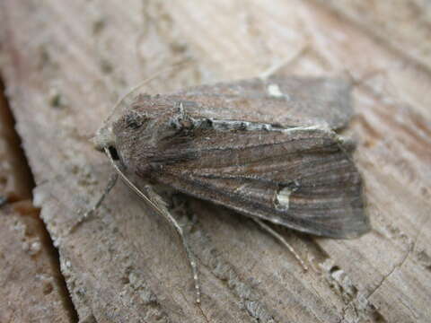 Celaena leucostigma Hübner 1808 resmi