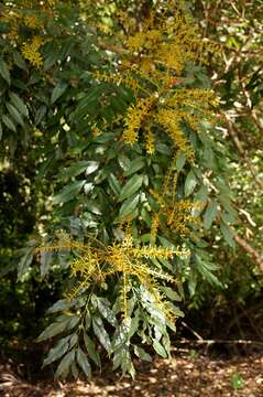 Image of Lomatia fraxinifolia F. Müll. ex Benth.