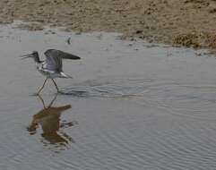 Image of Greater Yellowlegs